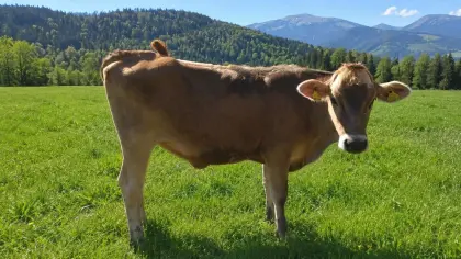 Bio-Braunvieh-Jungkalbin