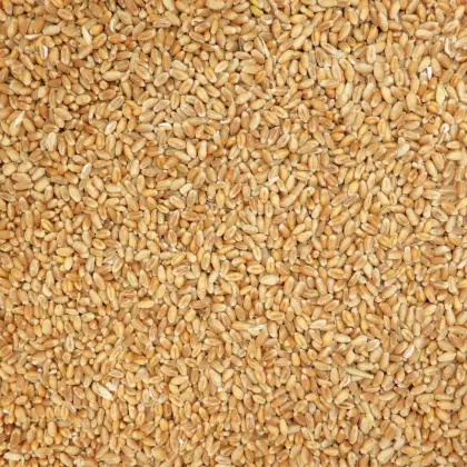 Futterweizen