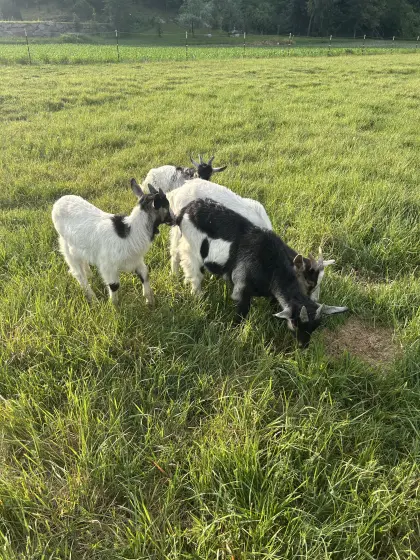 Ziegenböcke, Muttertiere mit Kitz, Walliser Schwarzhals, Tauern