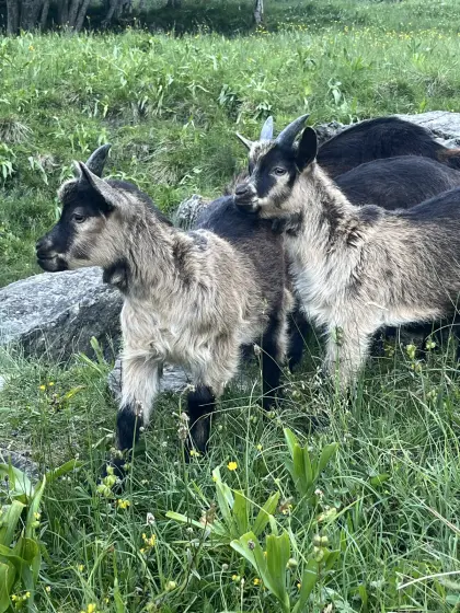 Passeirer Gebirgsziegenbockkitz