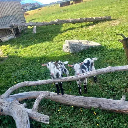 Tauernschecken-Kitz