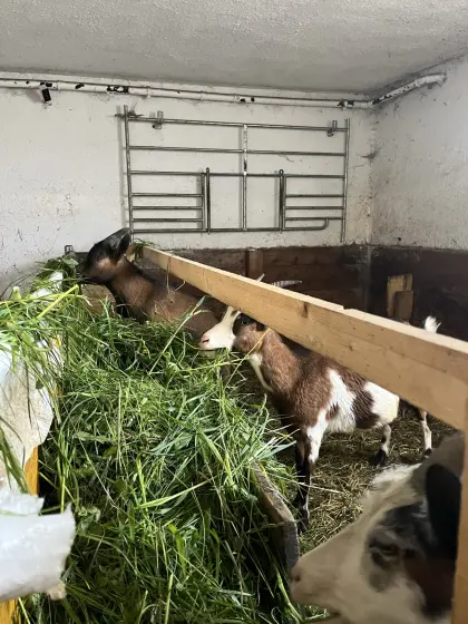 Vergebe Tauernschecken Ziegen