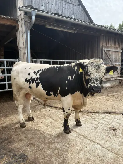 Pustertaler Sprinzen Stier