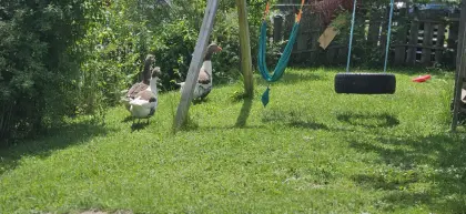 Pommerngänse Trio