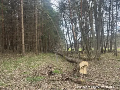 Suche Wald zu kaufen.