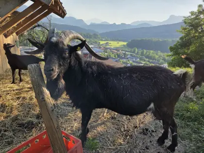 Ziegenbock