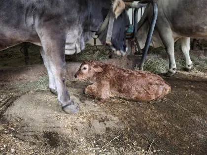 Grauvieh×Limousin