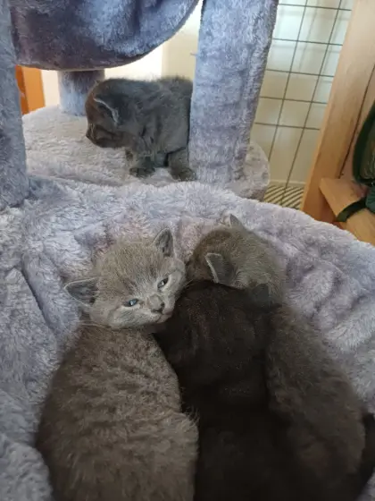 Babykatzen