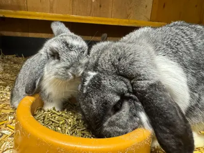 Zwergwidder Chinchilla-Weiß