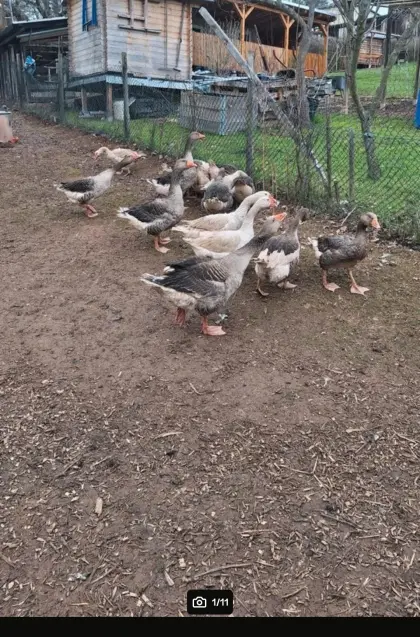 Gänse, Pommernsgänse, Pommern