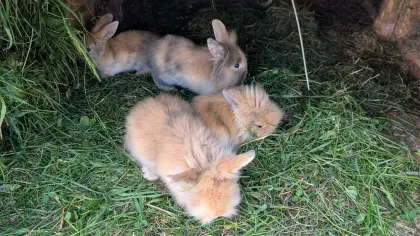 Zwergkaninchen in allen Farben laufend zu verkaufen