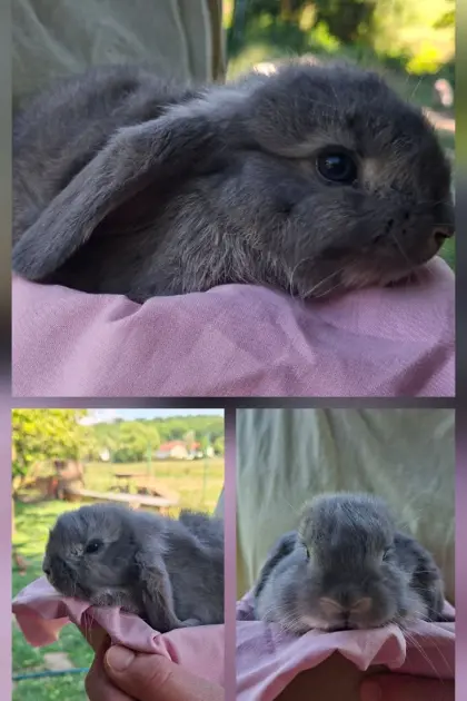 Zwergkaninchenbabys