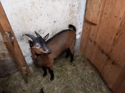Ziegenbockkitze