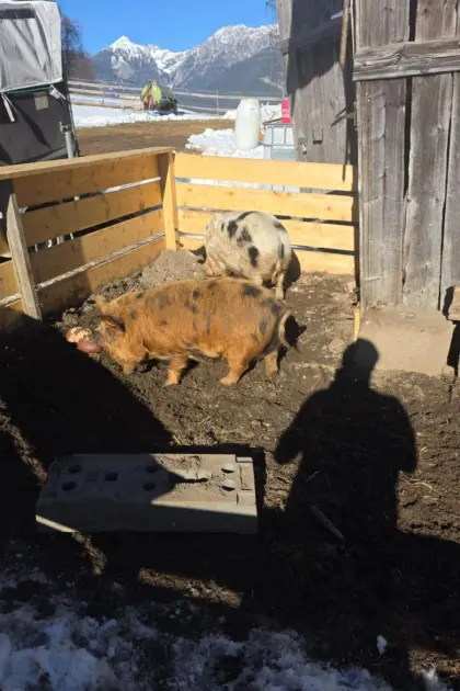 Kune Kune Sau mit Stammbaum
