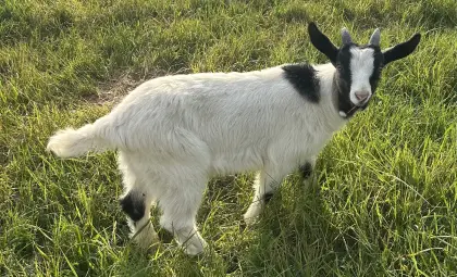 Ziegenböcke, Ziegen in Milch, Walliser Schwarzhals, Tauern