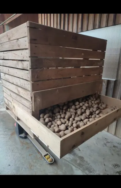 Speisekartoffeln