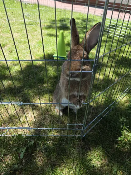 Kaninchen sucht Zuhause