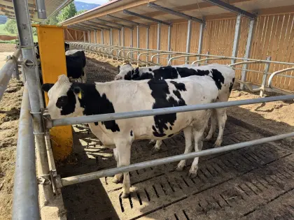 Top Holsteinkalbinnen