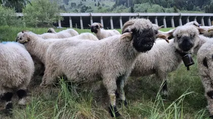 Walliser Schwarznasen Widder