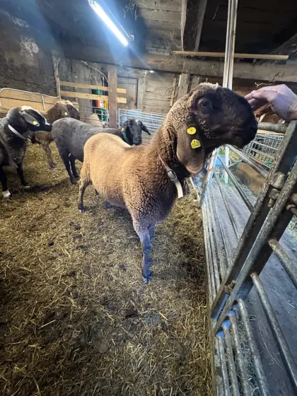 Braunes Bergschaf Widder