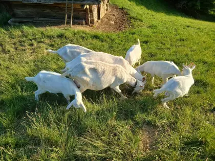 Saanen-Kitze männlich zu verkaufen.