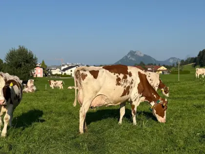 Suche Bio-Aufzuchtbetrieb