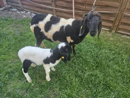 Braunes Bergschaf gescheckt