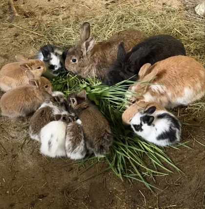 Kaninchen