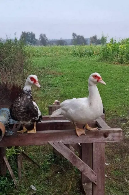 Enten