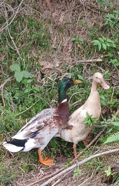 Verkaufe Laufenten-Pärchen