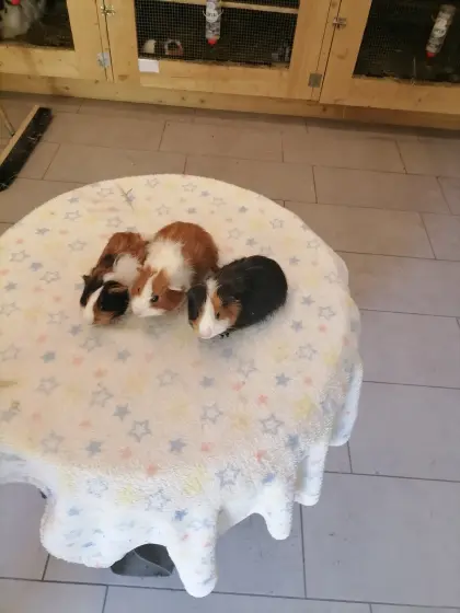 Meerschweinchen
