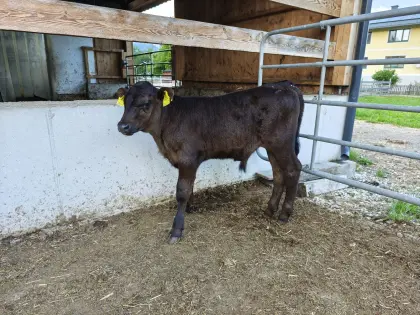 Bio Angus Stierkalb