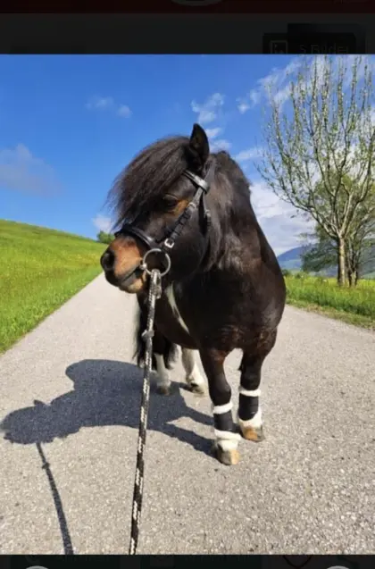 Mini-Shetland-Pony
