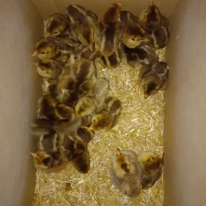 Goldfasanküken