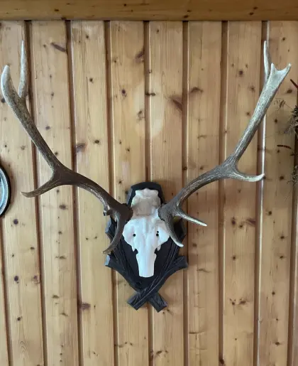Hirsch-Trophäe