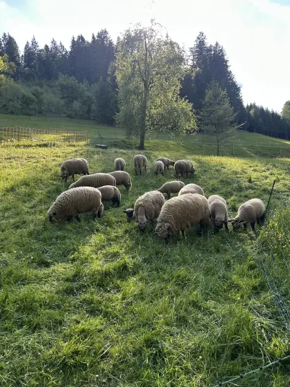 Reinrassige Shropshire-Lämmer