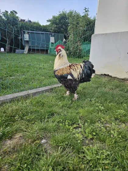 Großer Deutscher Lachshahn sucht neues Zuhause