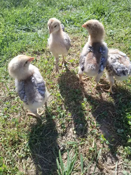 Bielefelder Kennhuhn Küken