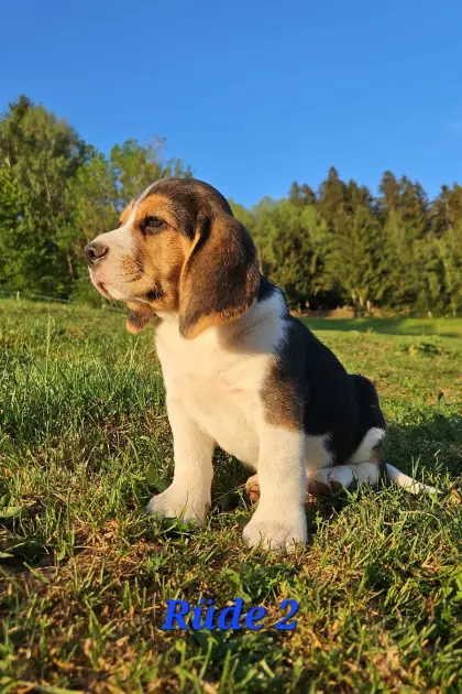 Beagle-Welpen