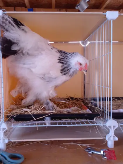 Brahma, Jungtierpärchen