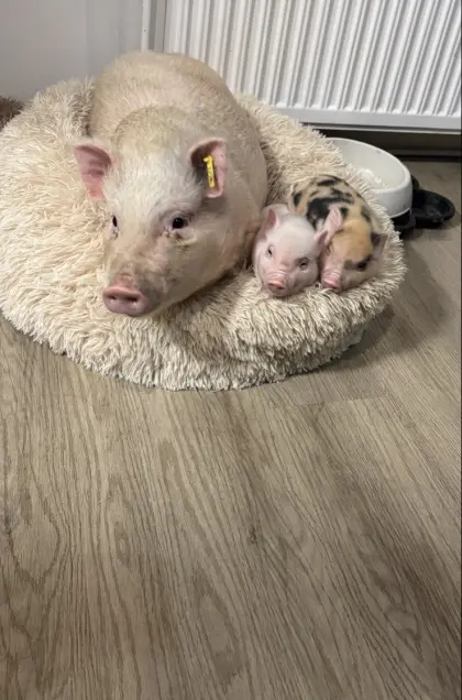 Mini-/Micro-Schweinchen