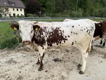 Bio Pustertaler Sprinzen