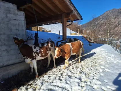 Suche Heuballen, Siloballen Ernte 2026