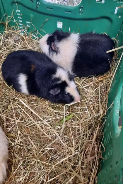 Meerschweinchen-Damen
