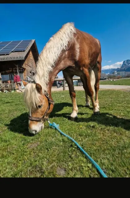 Beisteller Haflinger Wallach