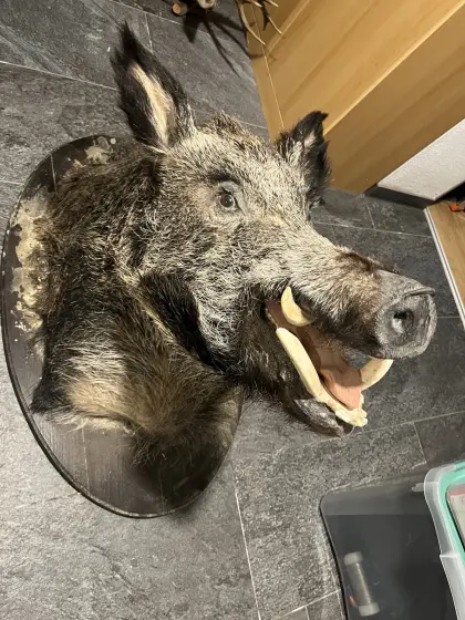 Wildschwein Präparat