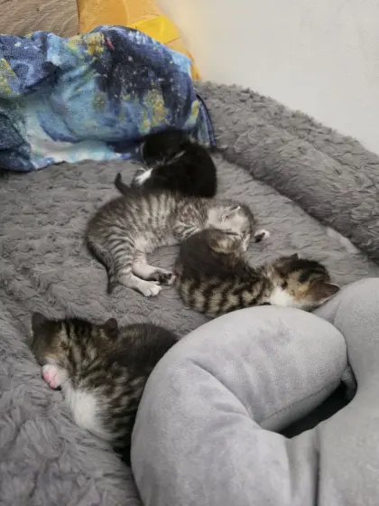 Kitten