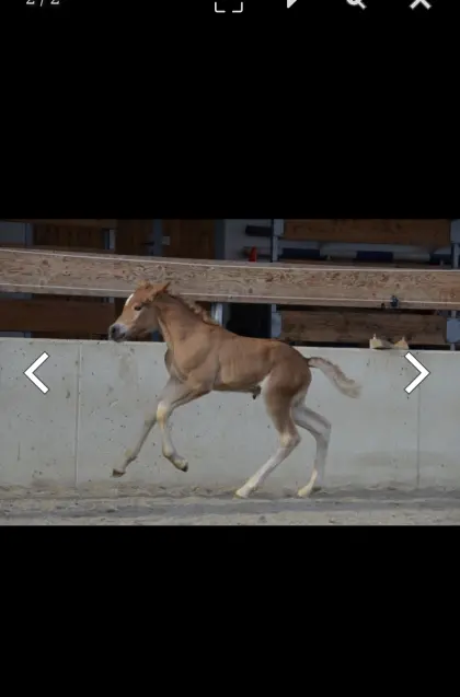 Tiroler Haflinger Hengstfohlen