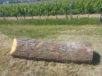 Eichenstamm 200 cm x 50 cm, astrein