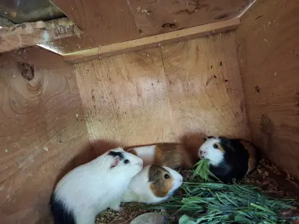 Meerschweinchen